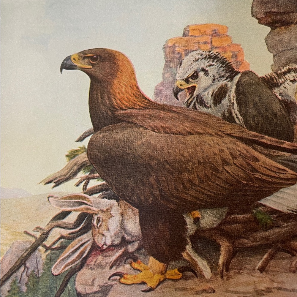 🖤5/$25 Antique Ornithological Bird Print Original Eagle
